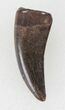 Small Theropod Tooth (Nanotyrannus?) - Montana #38273-1